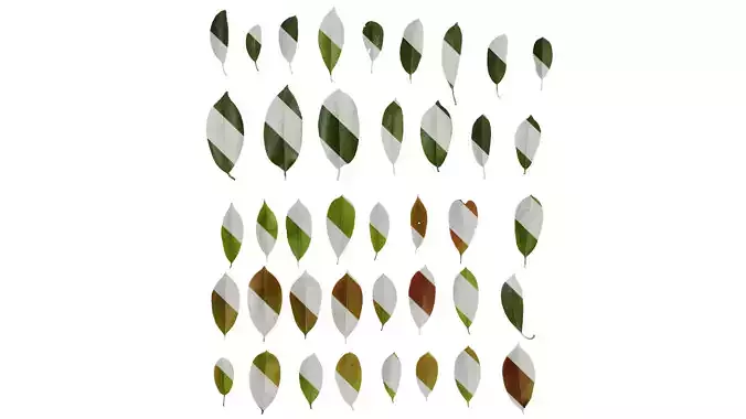 Anydrafts Photinia x fraseri Leaf 05