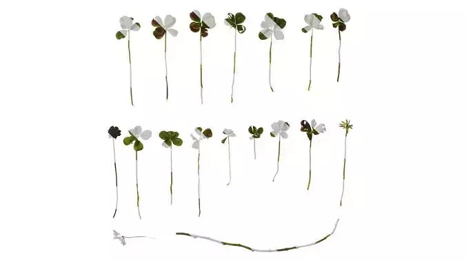 Anydrafts Oxalis corniculata Atlas 06 Texture