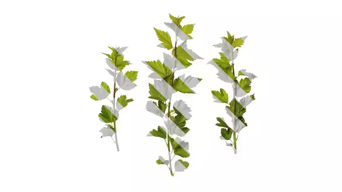 Anydrafts Physocarpus amurensis Atlas 01