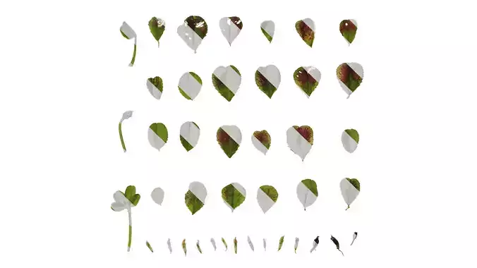 Anydrafts Oxalis corniculata Leaf 02 Texture