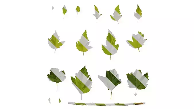 Anydrafts Physocarpus amurensis Leaf 02