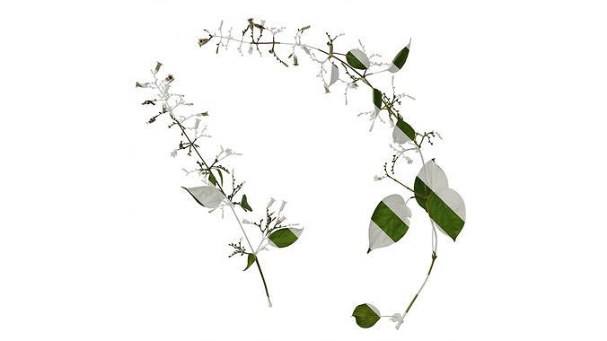 Anydrafts Paederia foetida Atlas 02 Texture