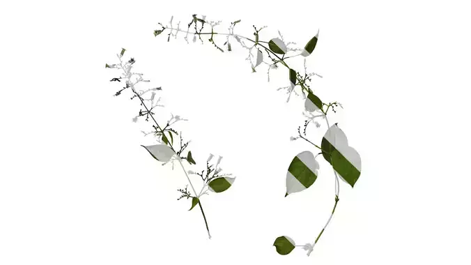 Anydrafts Paederia foetida Atlas 02