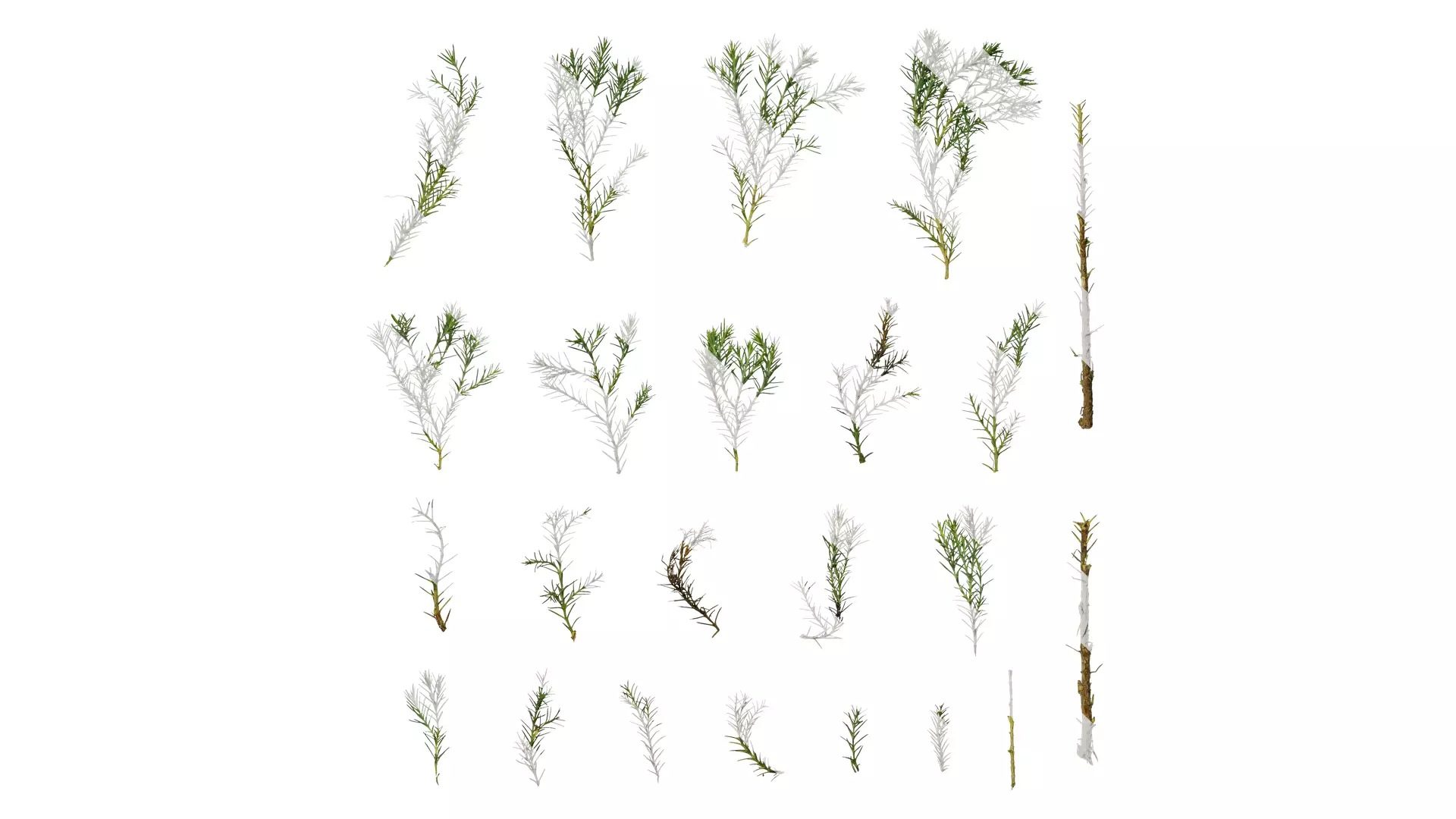 Anydrafts Picea pungens Atlas 01 Texture