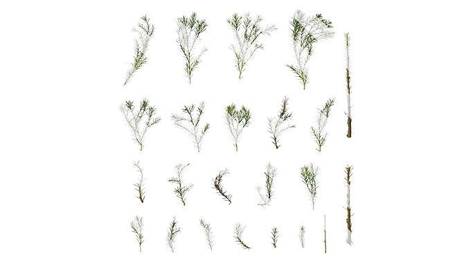 Anydrafts Picea pungens Atlas 01 Texture