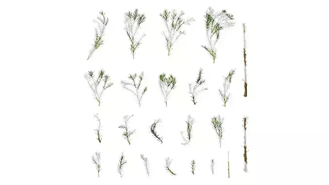 Anydrafts Picea pungens Atlas 01