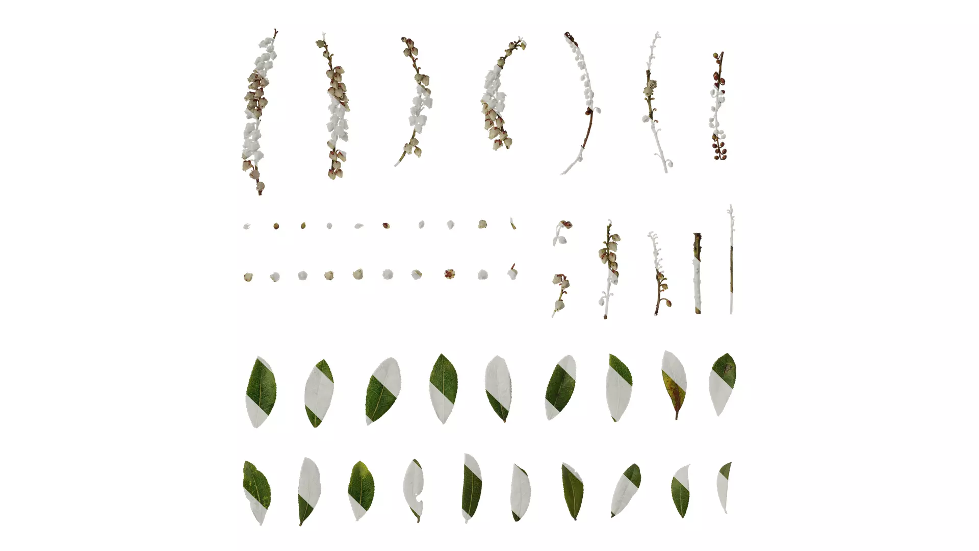 Anydrafts Pieris japonica Atlas 01 Texture