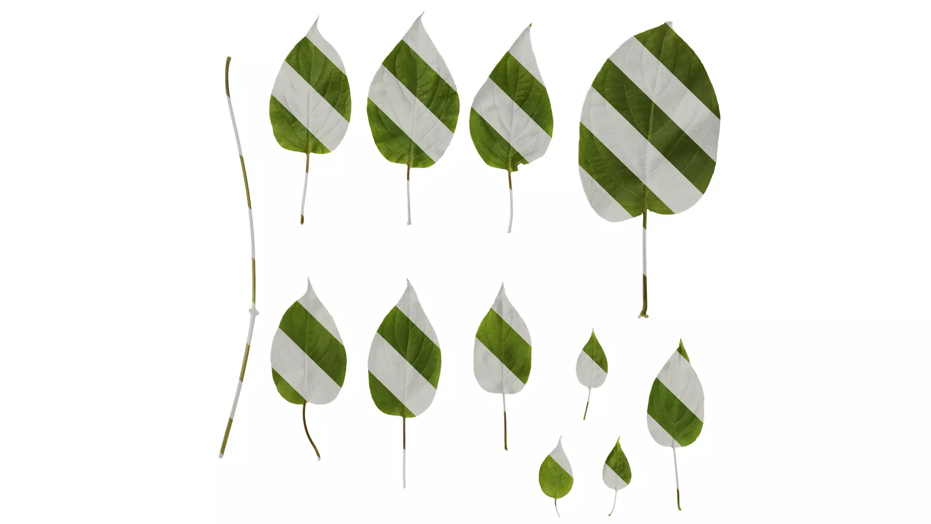 Anydrafts Paederia foetida Leaf 02 Texture