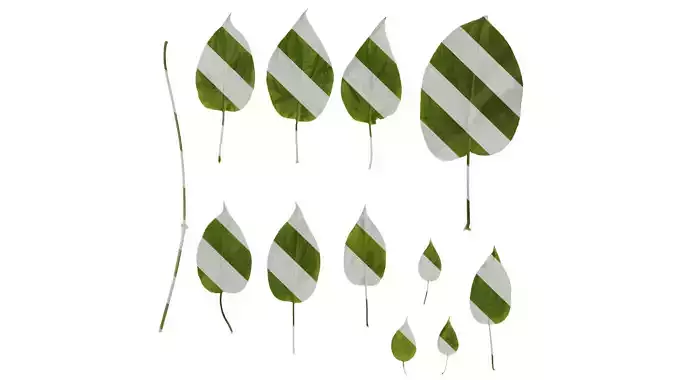 Anydrafts Paederia foetida Leaf 02