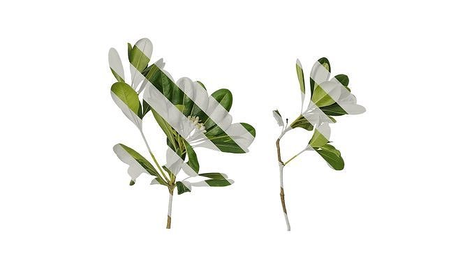 Anydrafts Pittosporum glabratum Atlas 05 Texture