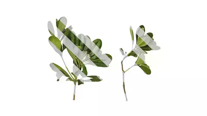 Anydrafts Pittosporum glabratum Atlas 05