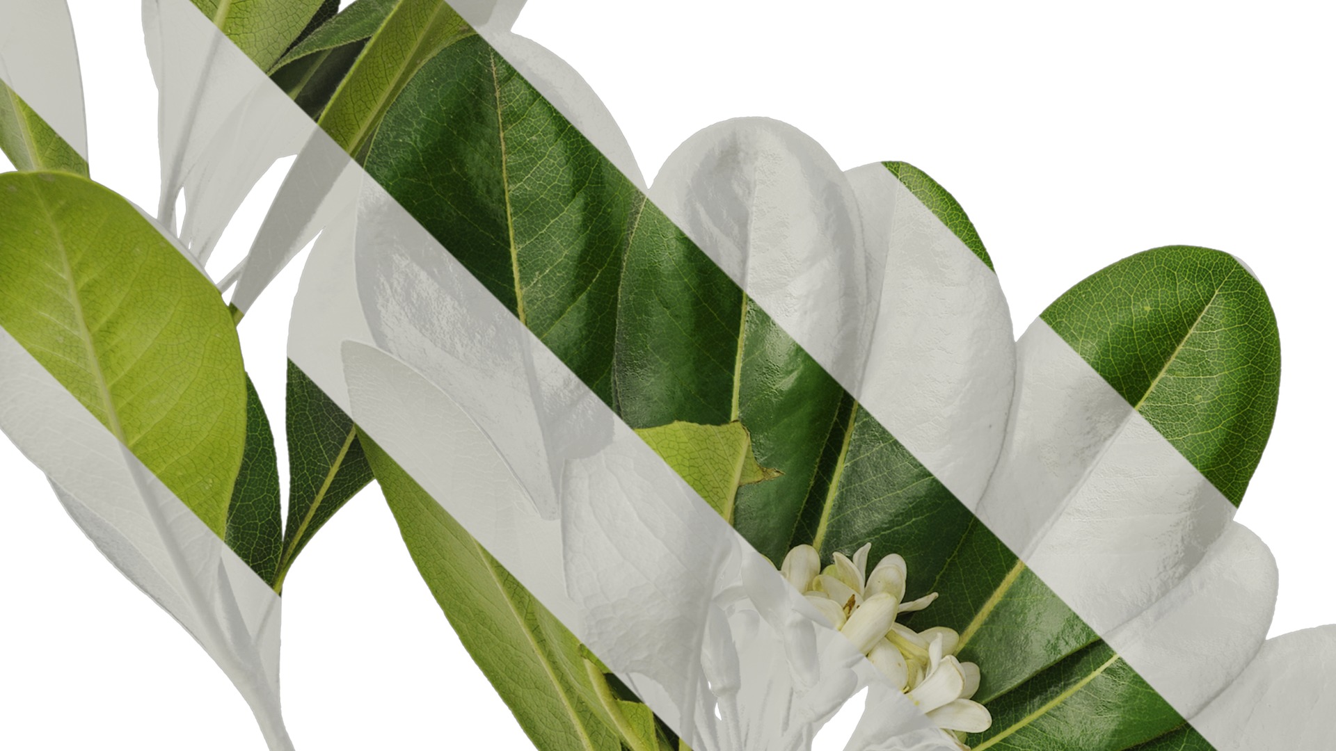 Anydrafts Pittosporum glabratum Atlas 05 Texture_3