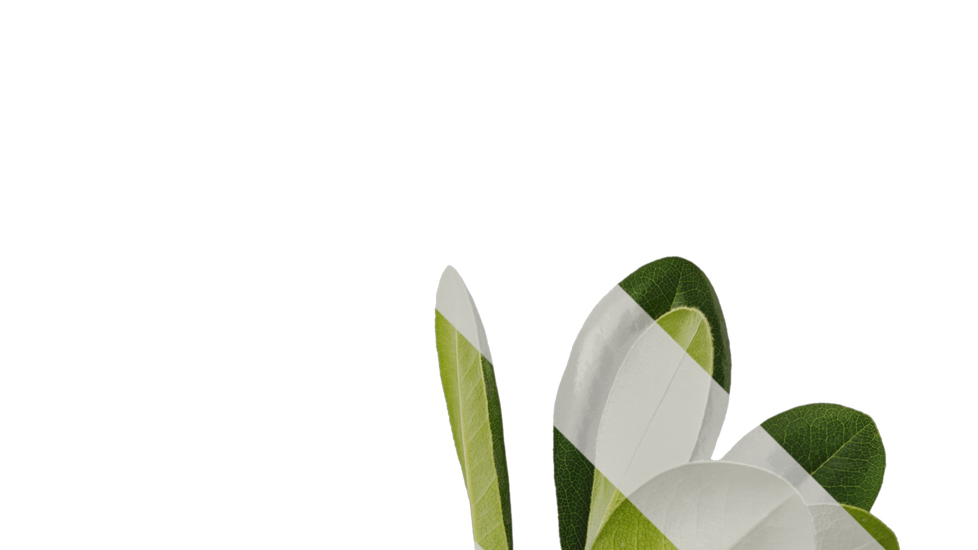 Anydrafts Pittosporum glabratum Atlas 05 Texture_2