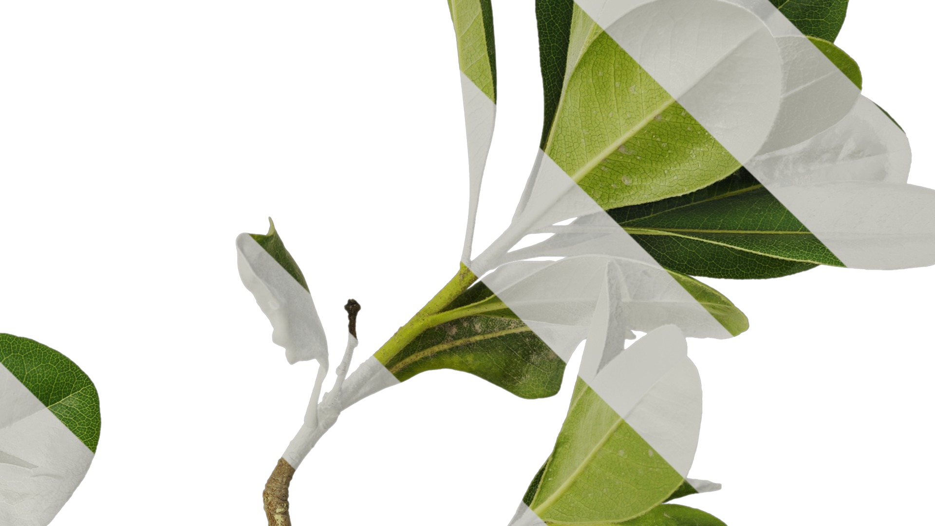 Anydrafts Pittosporum glabratum Atlas 05 Texture_4