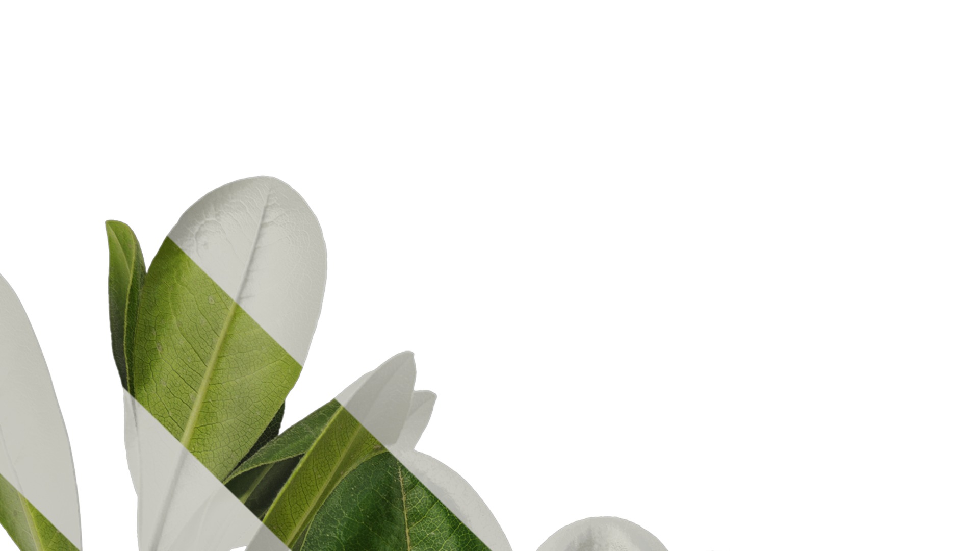 Anydrafts Pittosporum glabratum Atlas 05 Texture_1