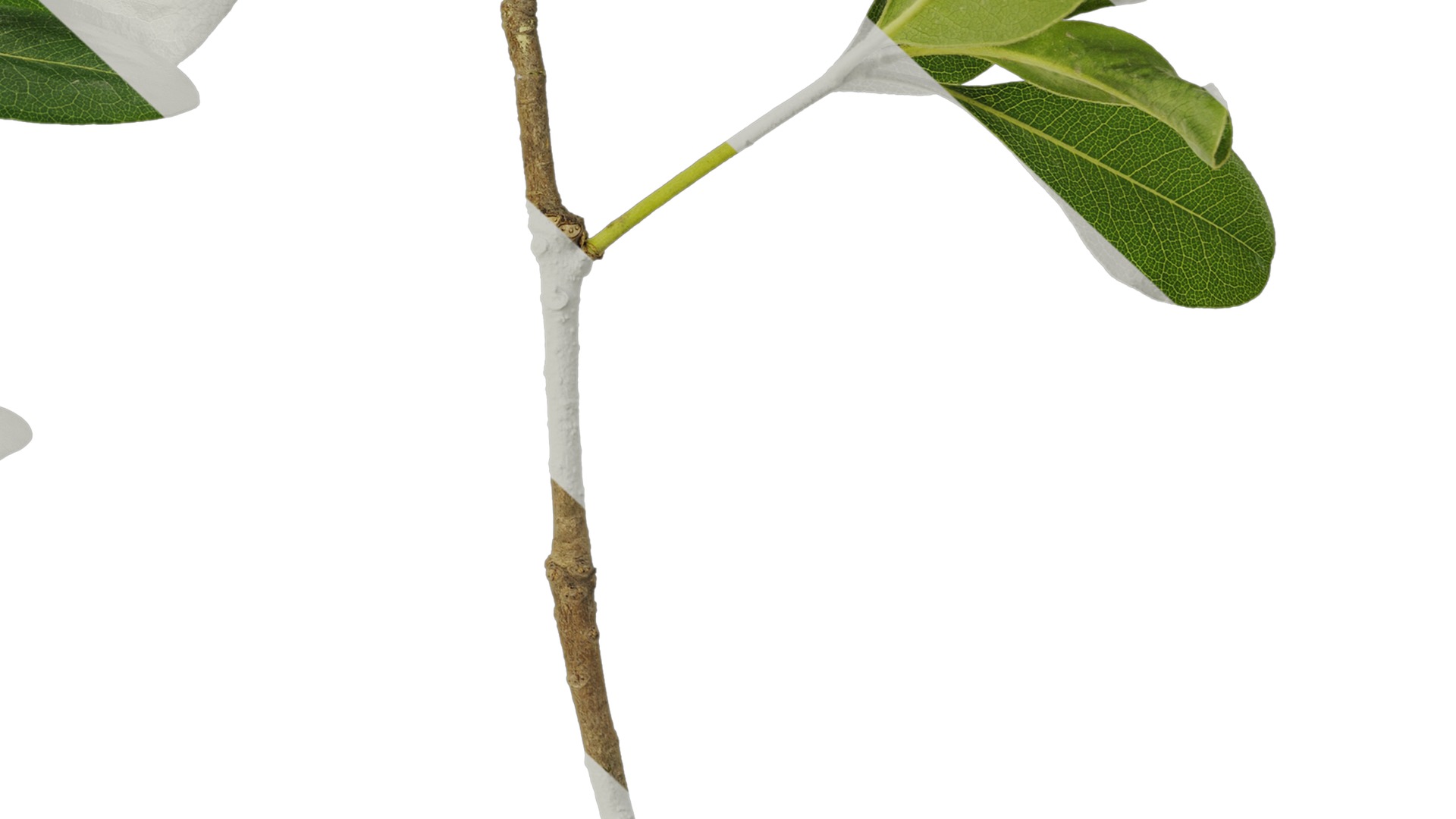 Anydrafts Pittosporum glabratum Atlas 05 Texture_6