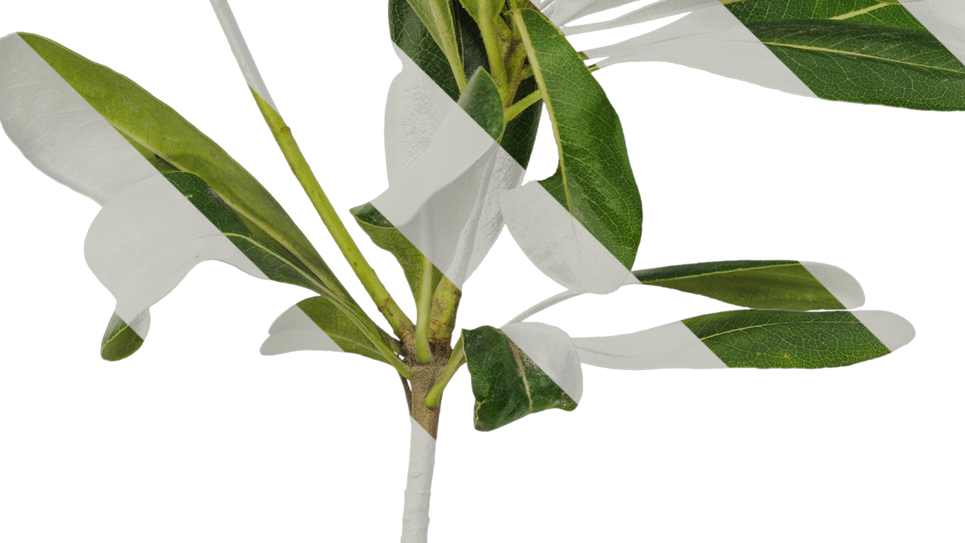 Anydrafts Pittosporum glabratum Atlas 05 Texture_5