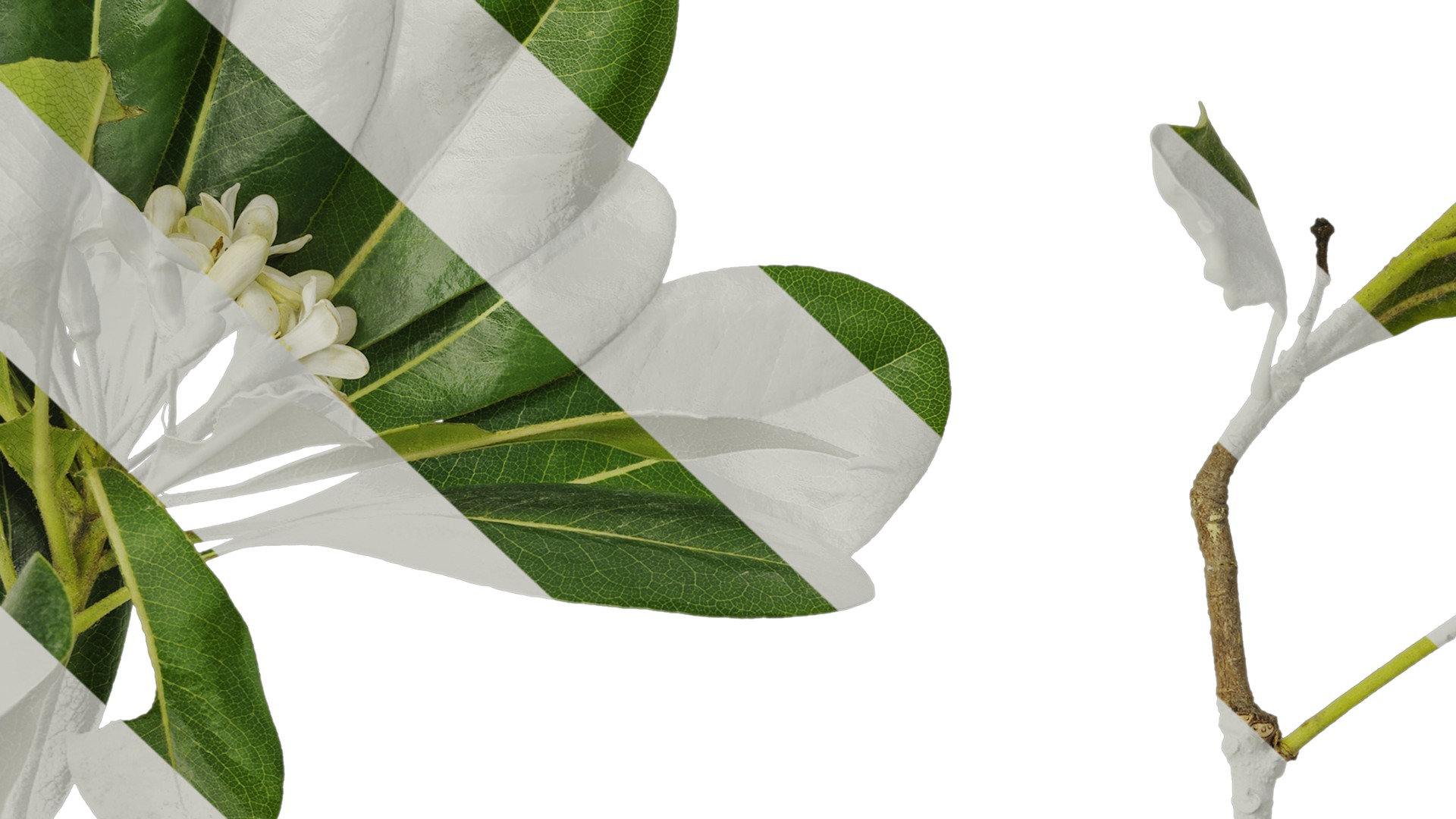 Anydrafts Pittosporum glabratum Atlas 05 Texture_7