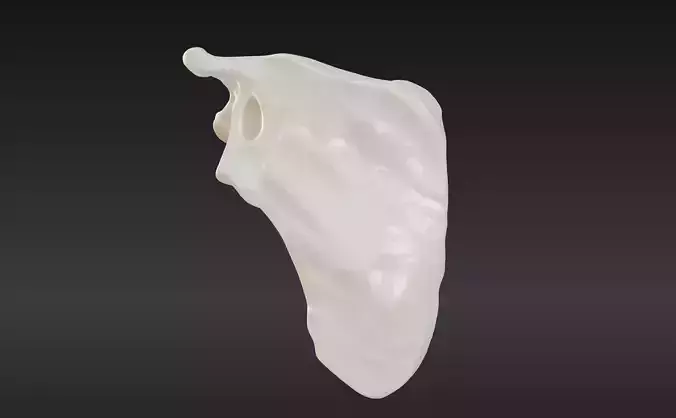 3D Scapula Bone Model