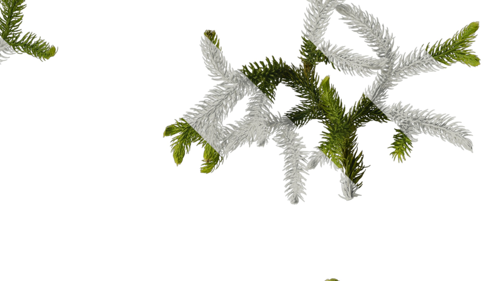 Anydrafts Palhinhaea cernua Atlas 02 Texture_2