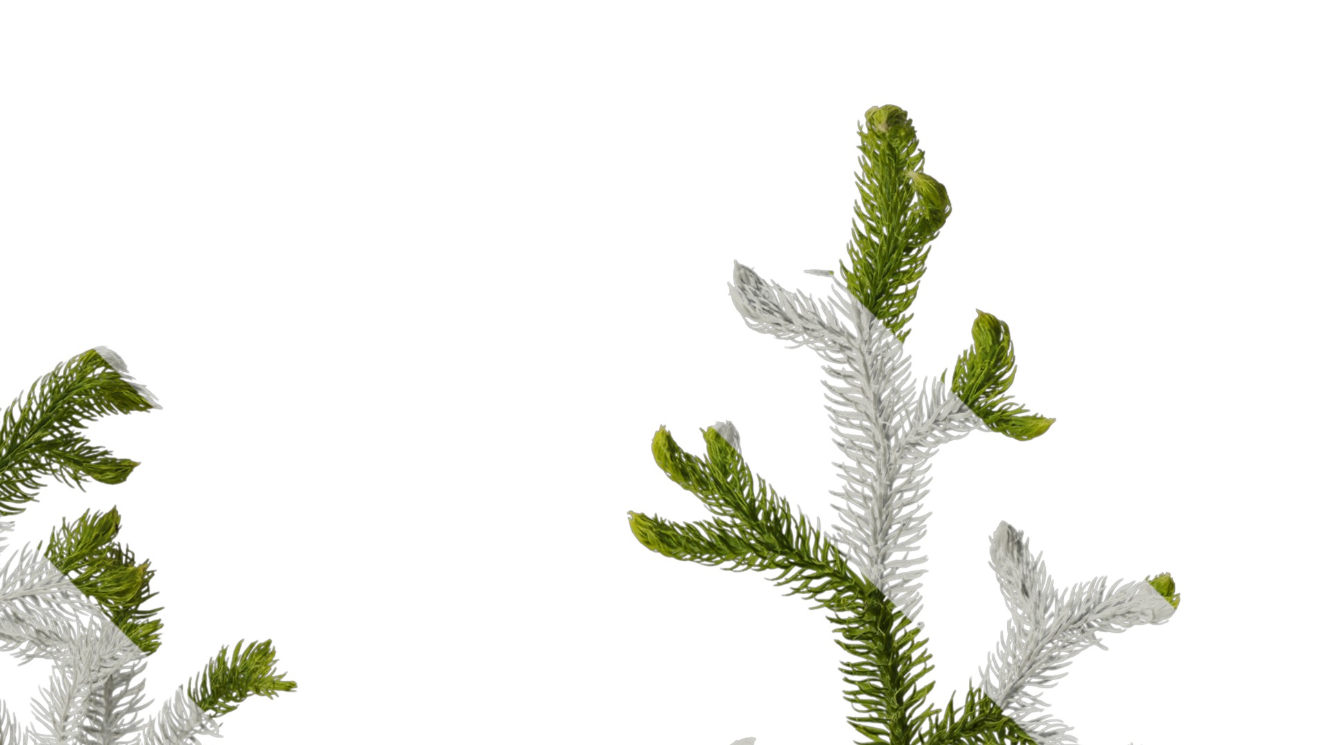 Anydrafts Palhinhaea cernua Atlas 02 Texture_4