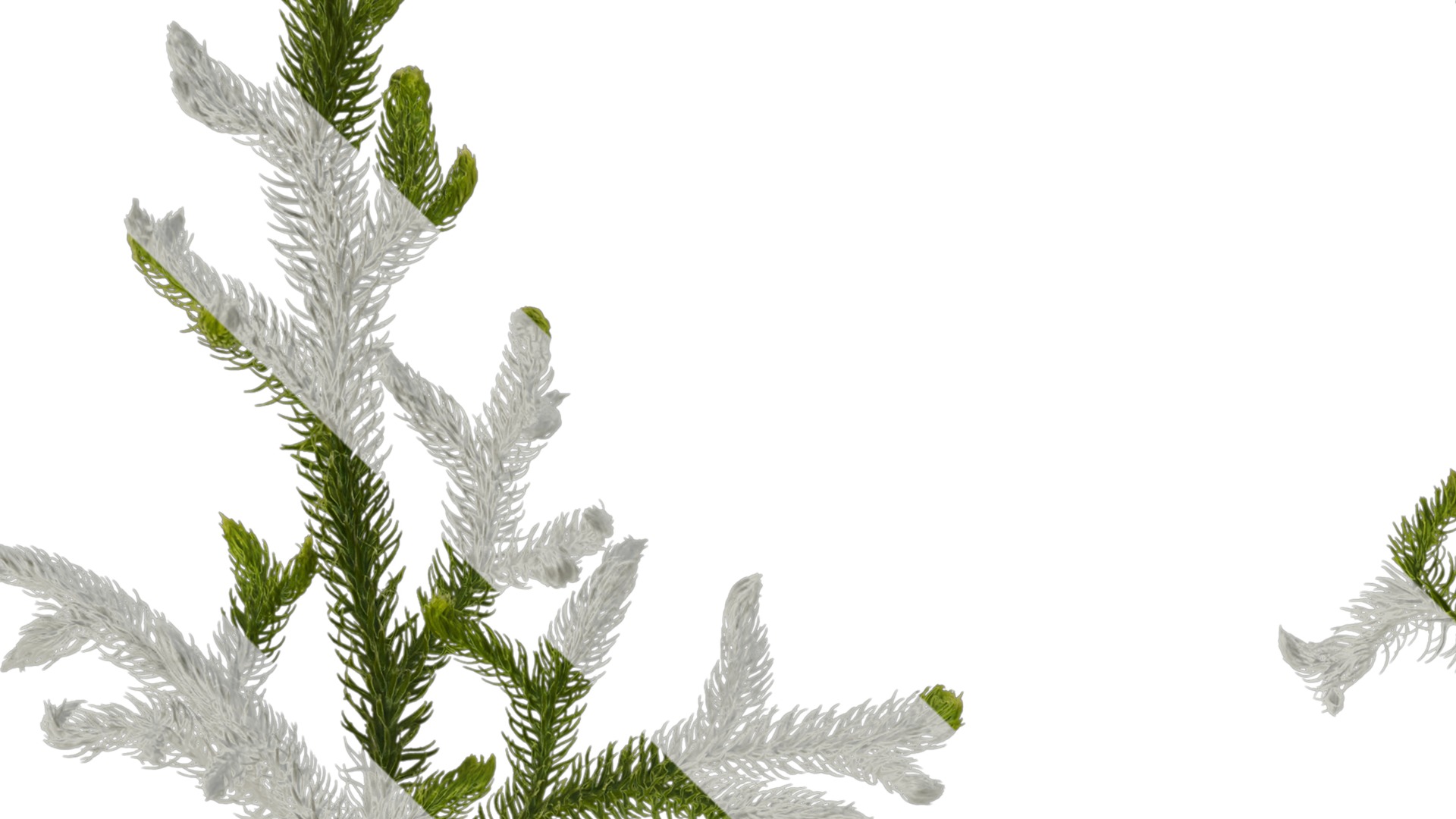 Anydrafts Palhinhaea cernua Atlas 02 Texture_1