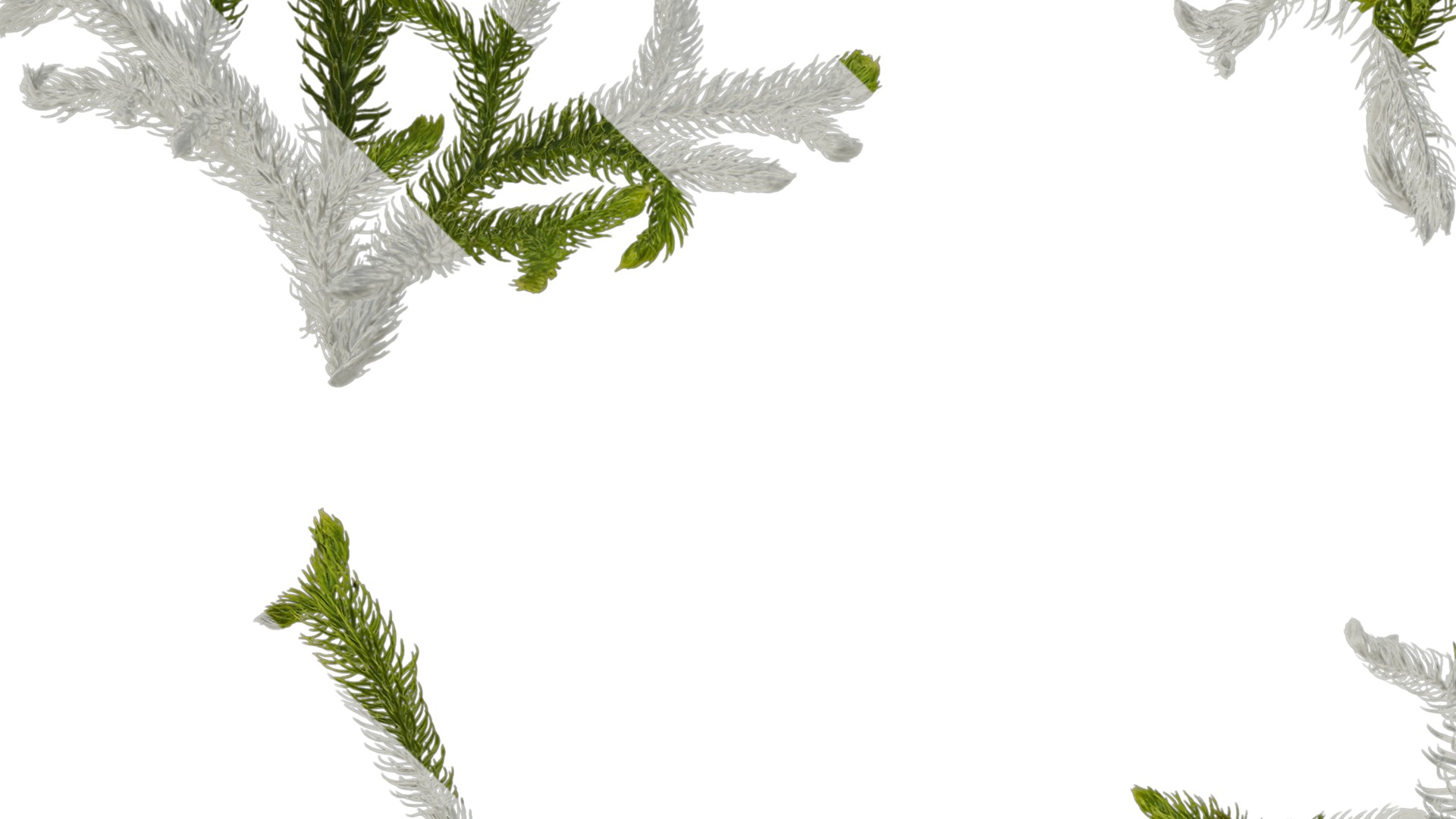 Anydrafts Palhinhaea cernua Atlas 02 Texture_3