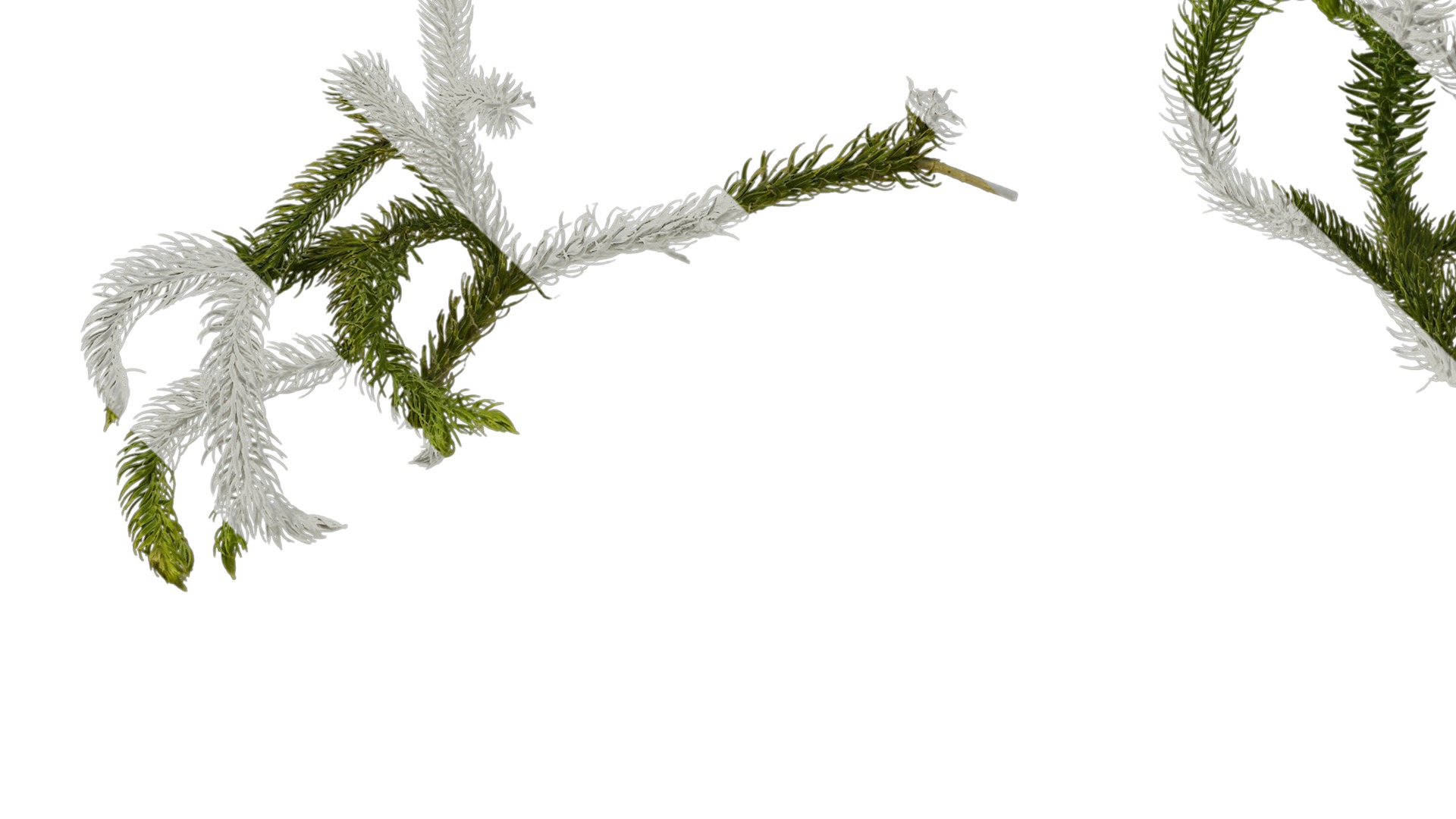 Anydrafts Palhinhaea cernua Atlas 02 Texture_5