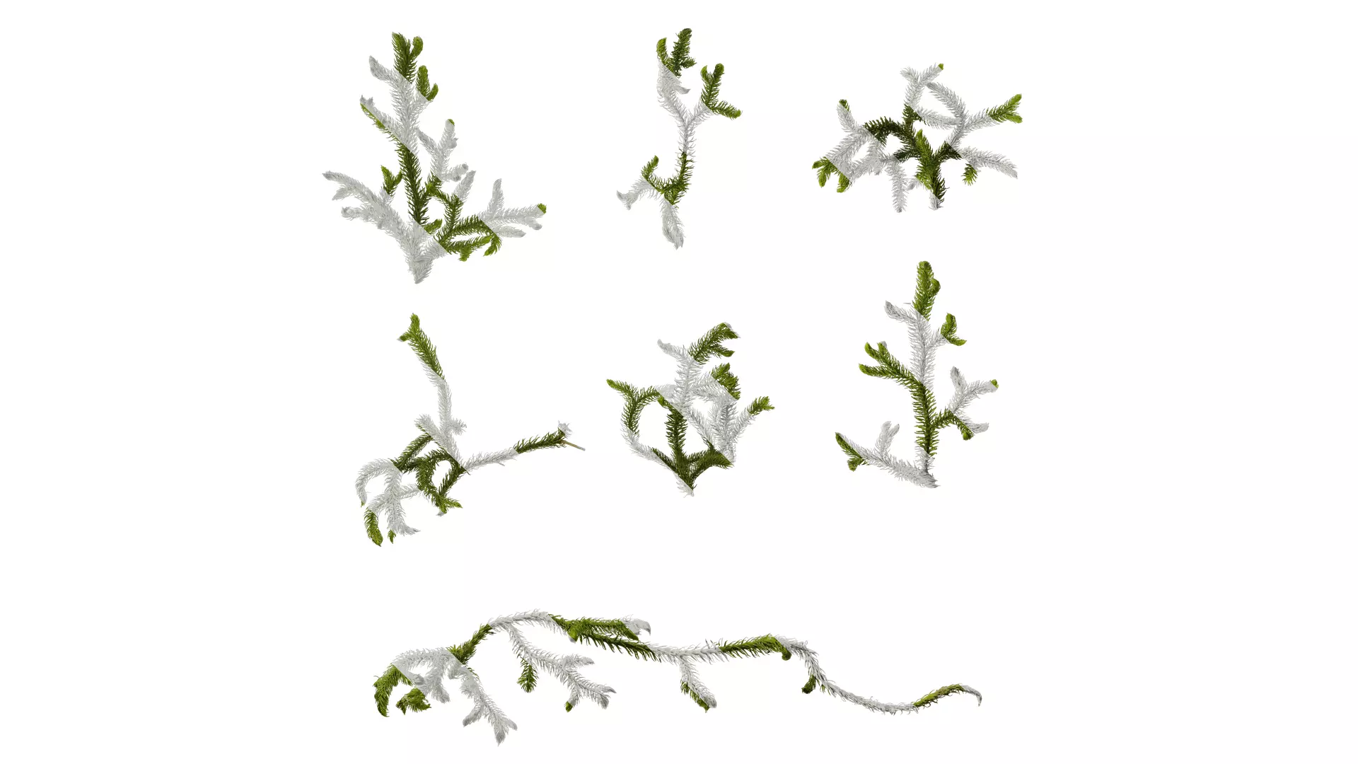 Anydrafts Palhinhaea cernua Atlas 02 Texture_0