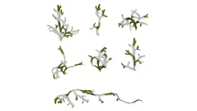 Anydrafts Palhinhaea cernua Atlas 02