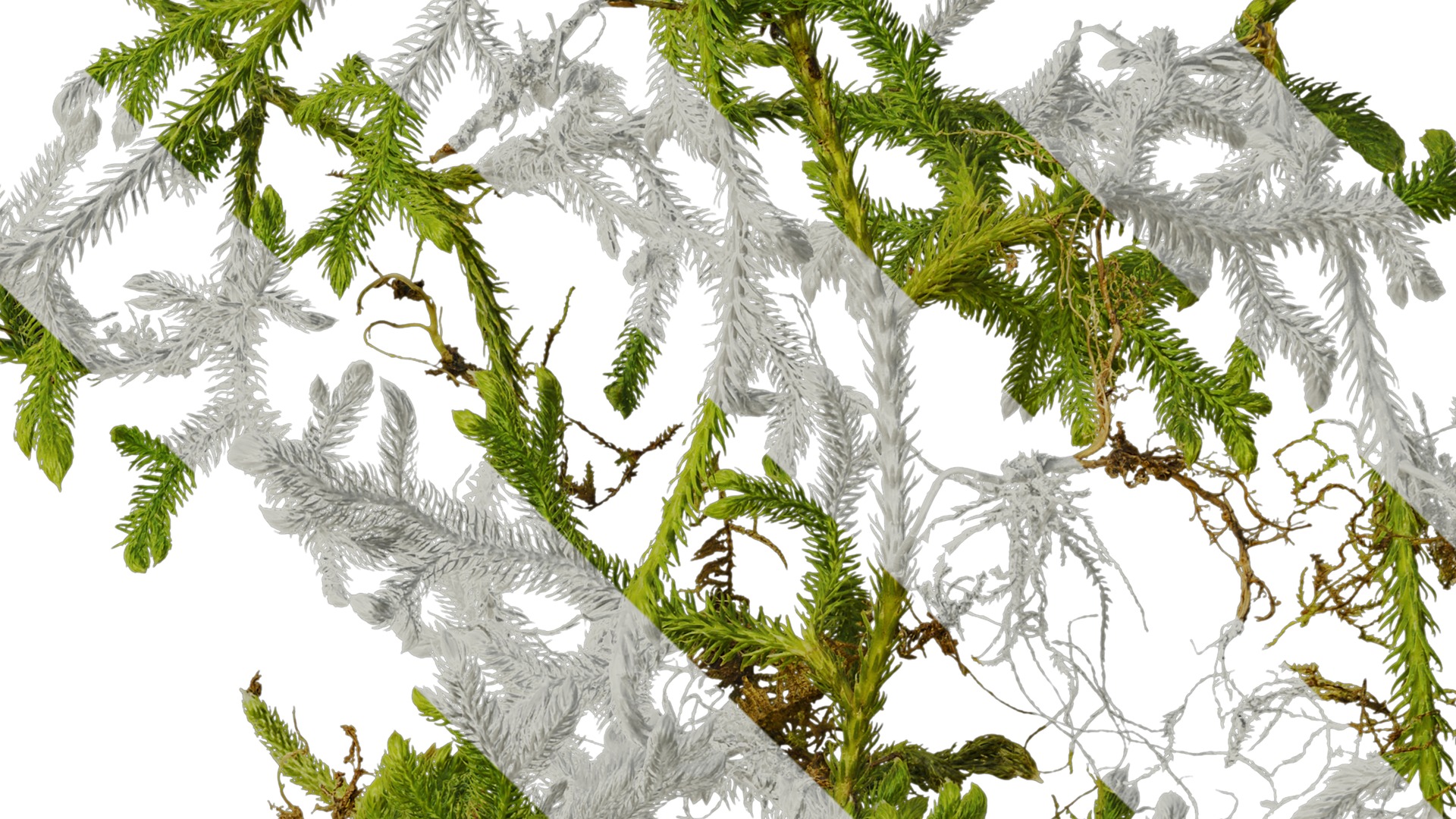 Anydrafts Palhinhaea cernua Atlas 03 Texture_4