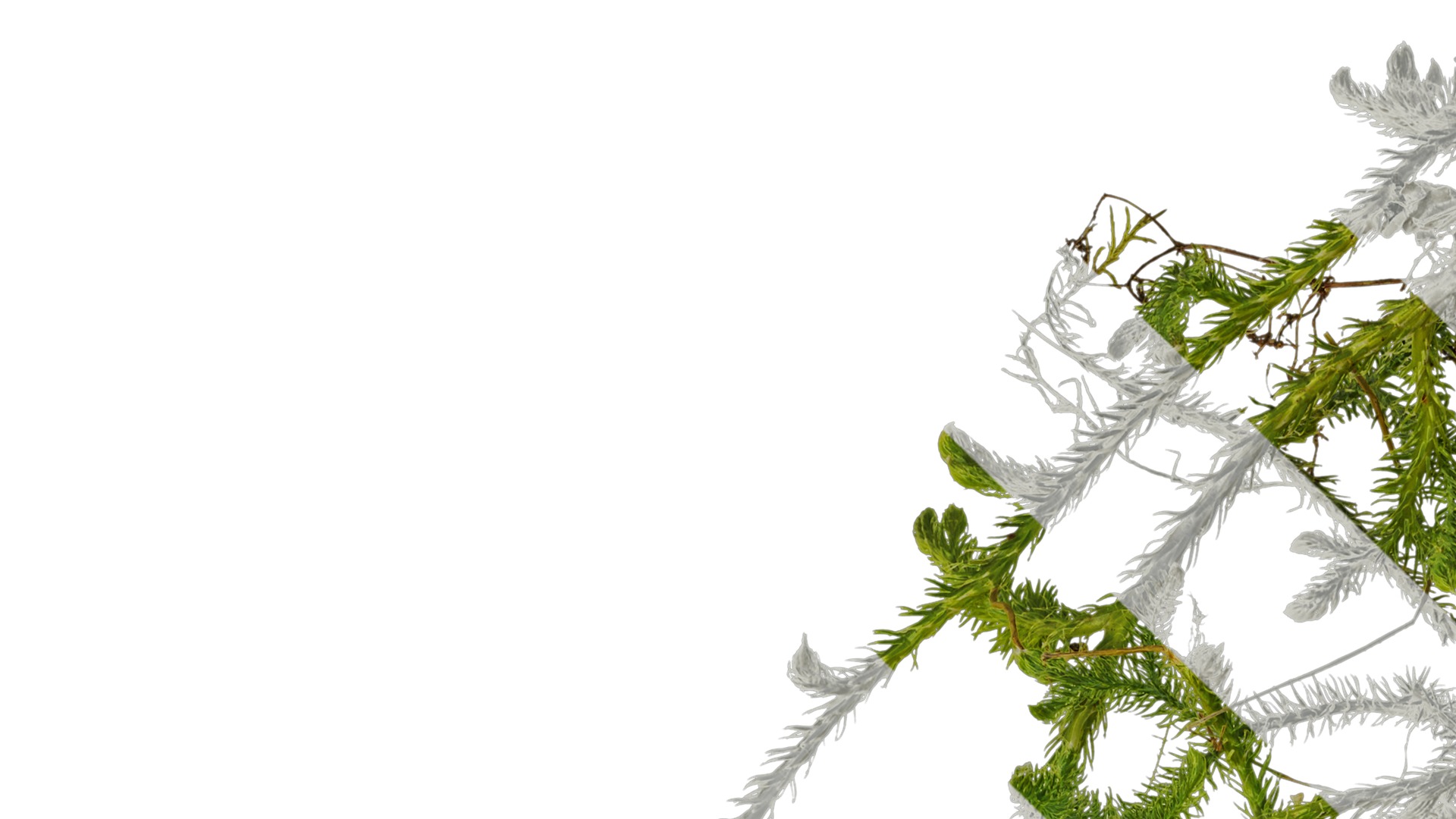 Anydrafts Palhinhaea cernua Atlas 03 Texture_1