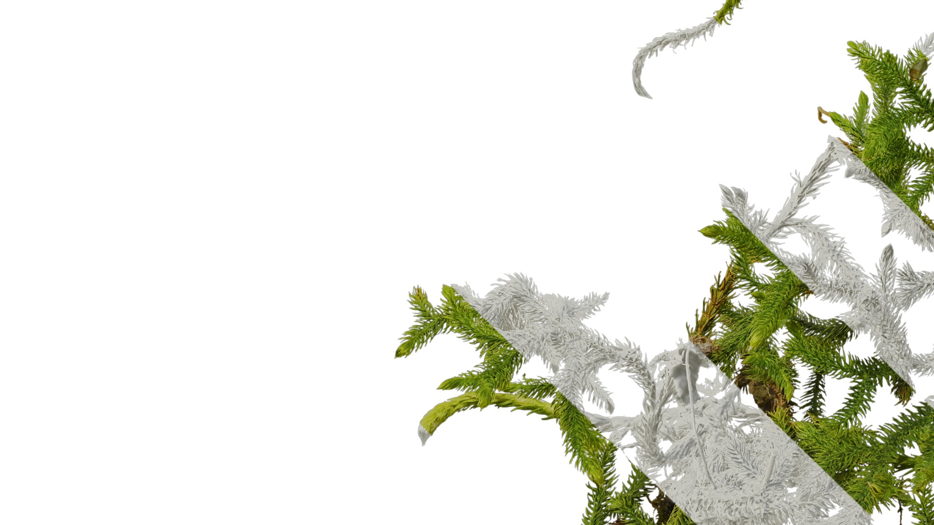 Anydrafts Palhinhaea cernua Atlas 03 Texture_5