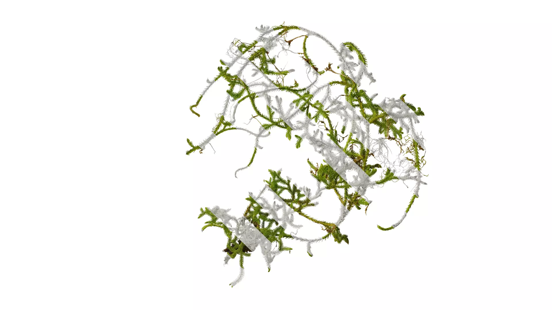 Anydrafts Palhinhaea cernua Atlas 03 Texture_0