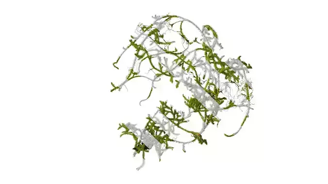 Anydrafts Palhinhaea cernua Atlas 03