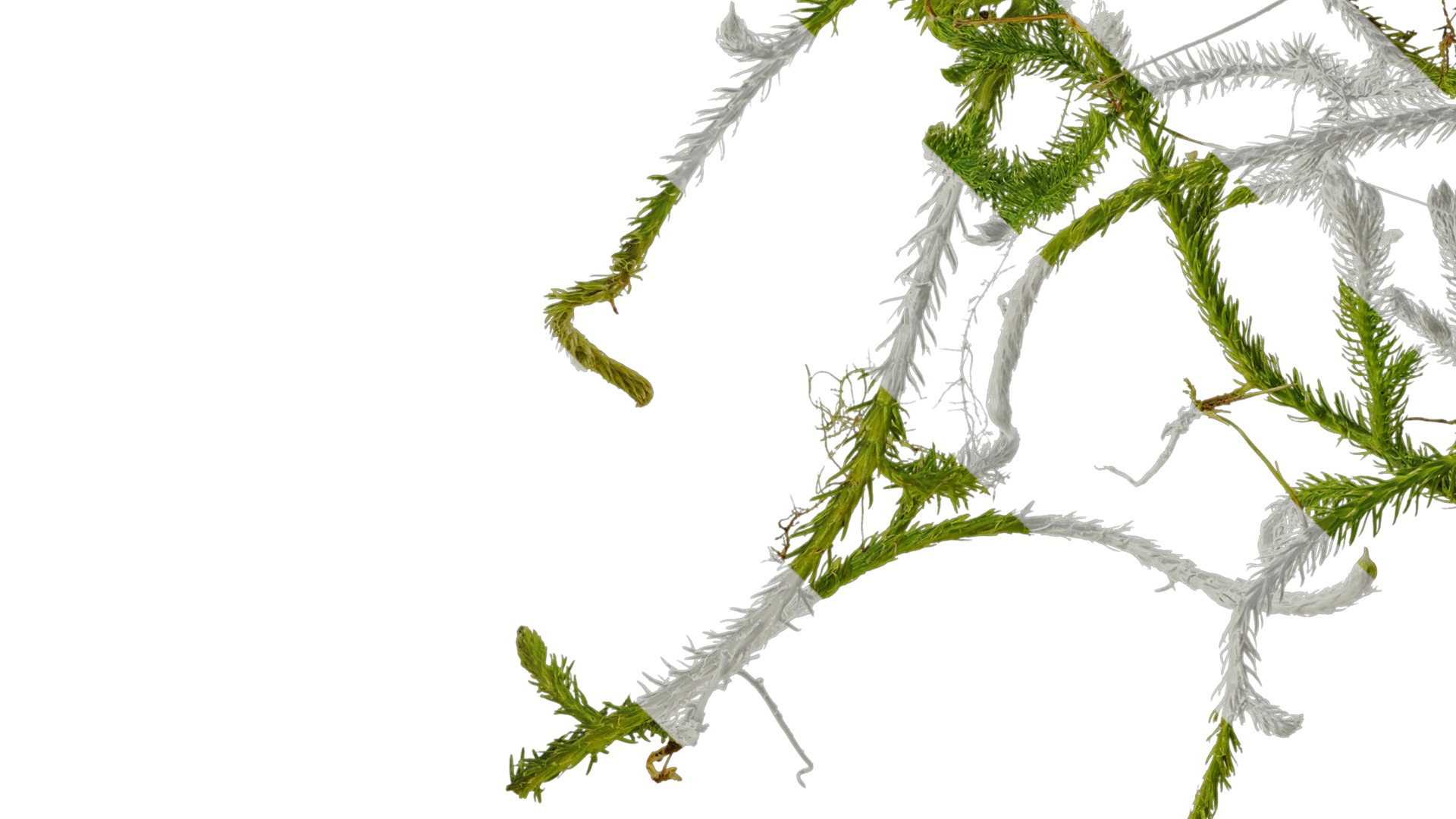 Anydrafts Palhinhaea cernua Atlas 03 Texture_3