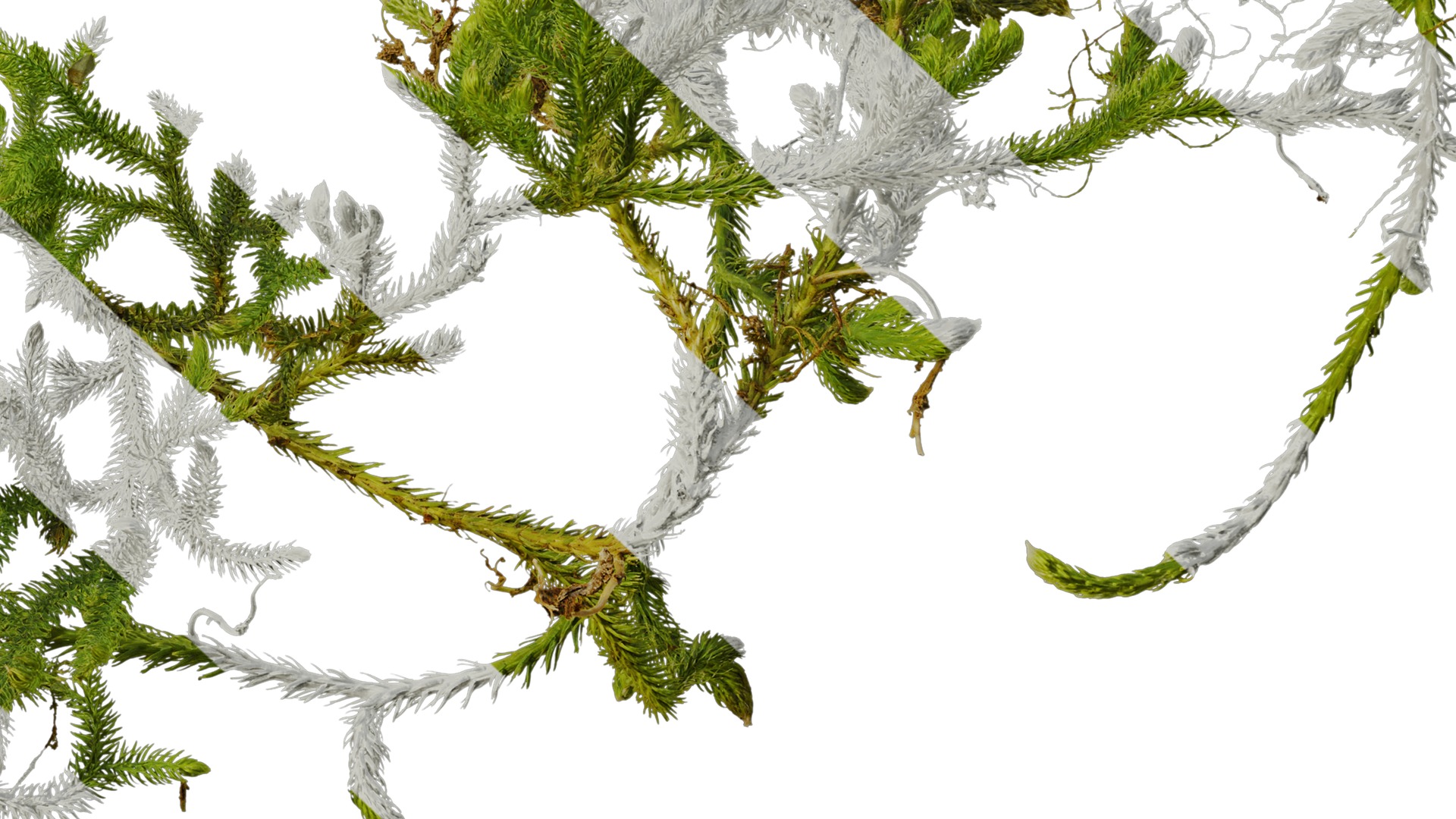 Anydrafts Palhinhaea cernua Atlas 03 Texture_6