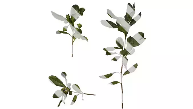 Anydrafts Pittosporum glabratum Atlas 07