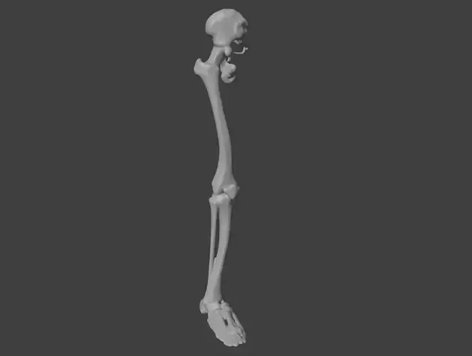 3D Model of Human Leg Skeleton with Hip Joint and Foot Anatomy