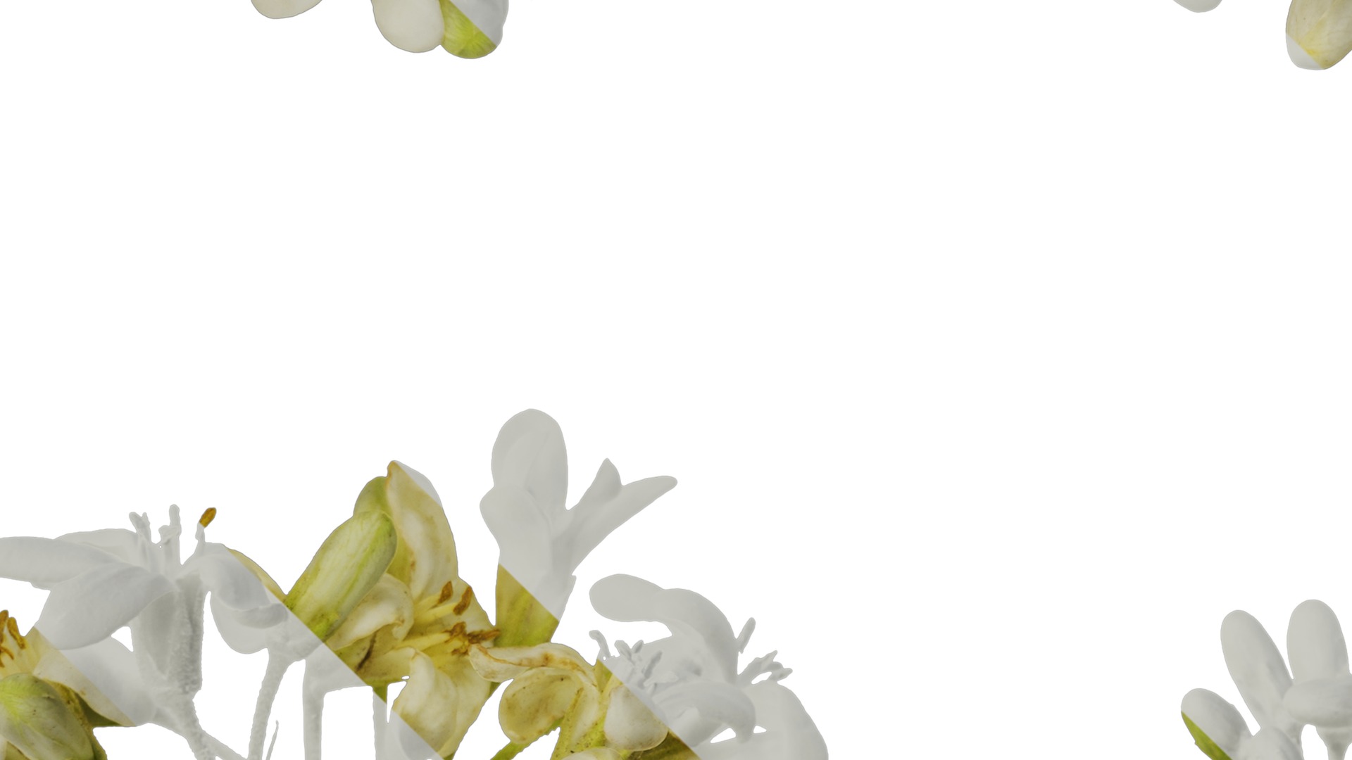 Anydrafts Pittosporum glabratum Flower 01 Texture_3