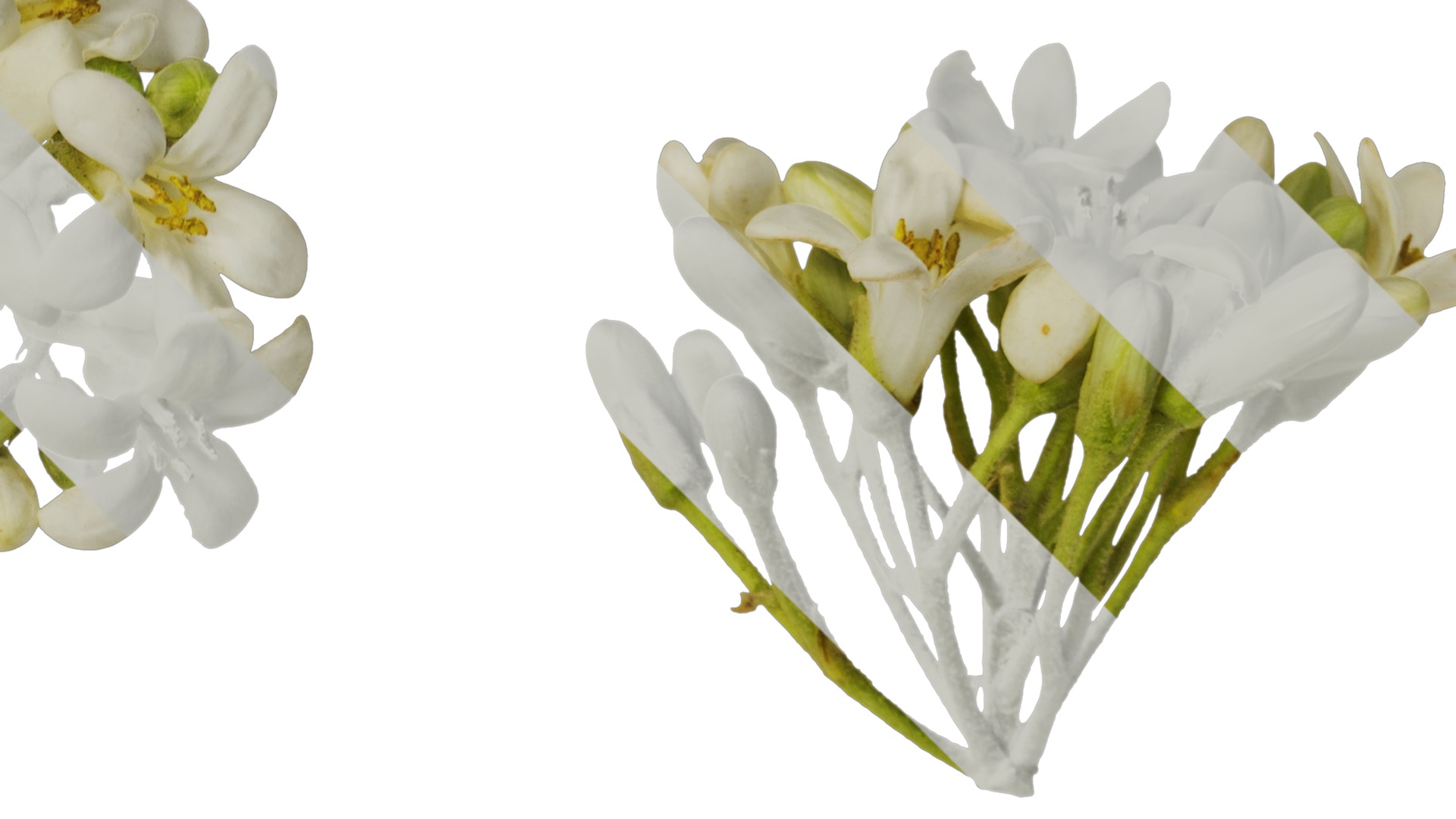 Anydrafts Pittosporum glabratum Flower 01 Texture_2