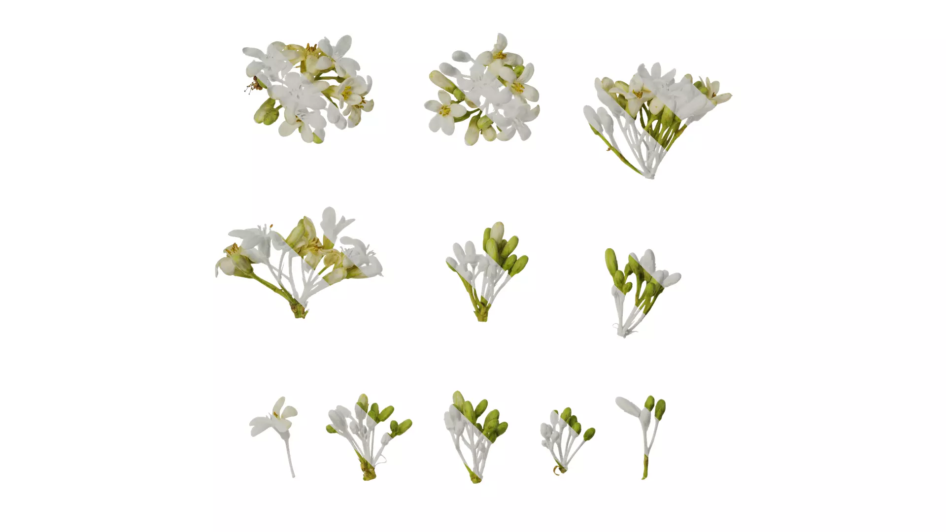 Anydrafts Pittosporum glabratum Flower 01 Texture_0