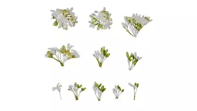 Anydrafts Pittosporum glabratum Flower 01