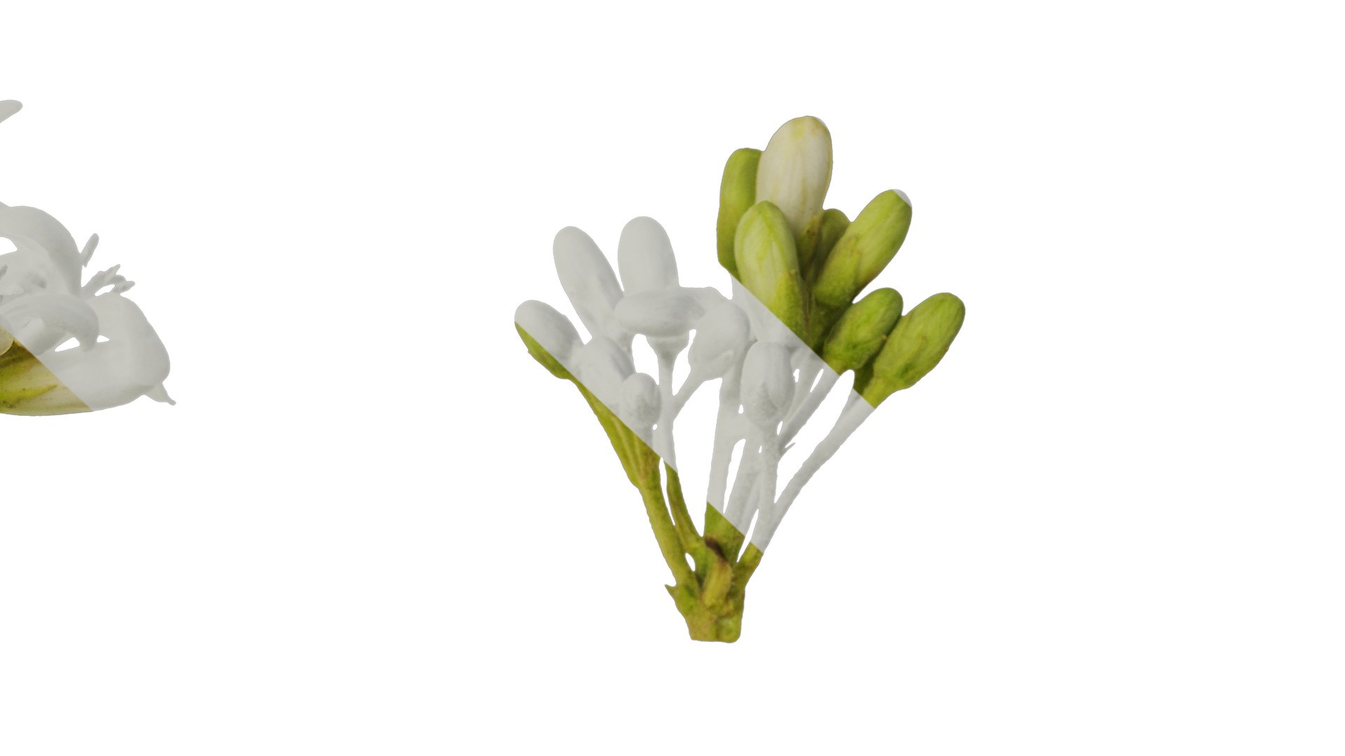 Anydrafts Pittosporum glabratum Flower 01 Texture_7