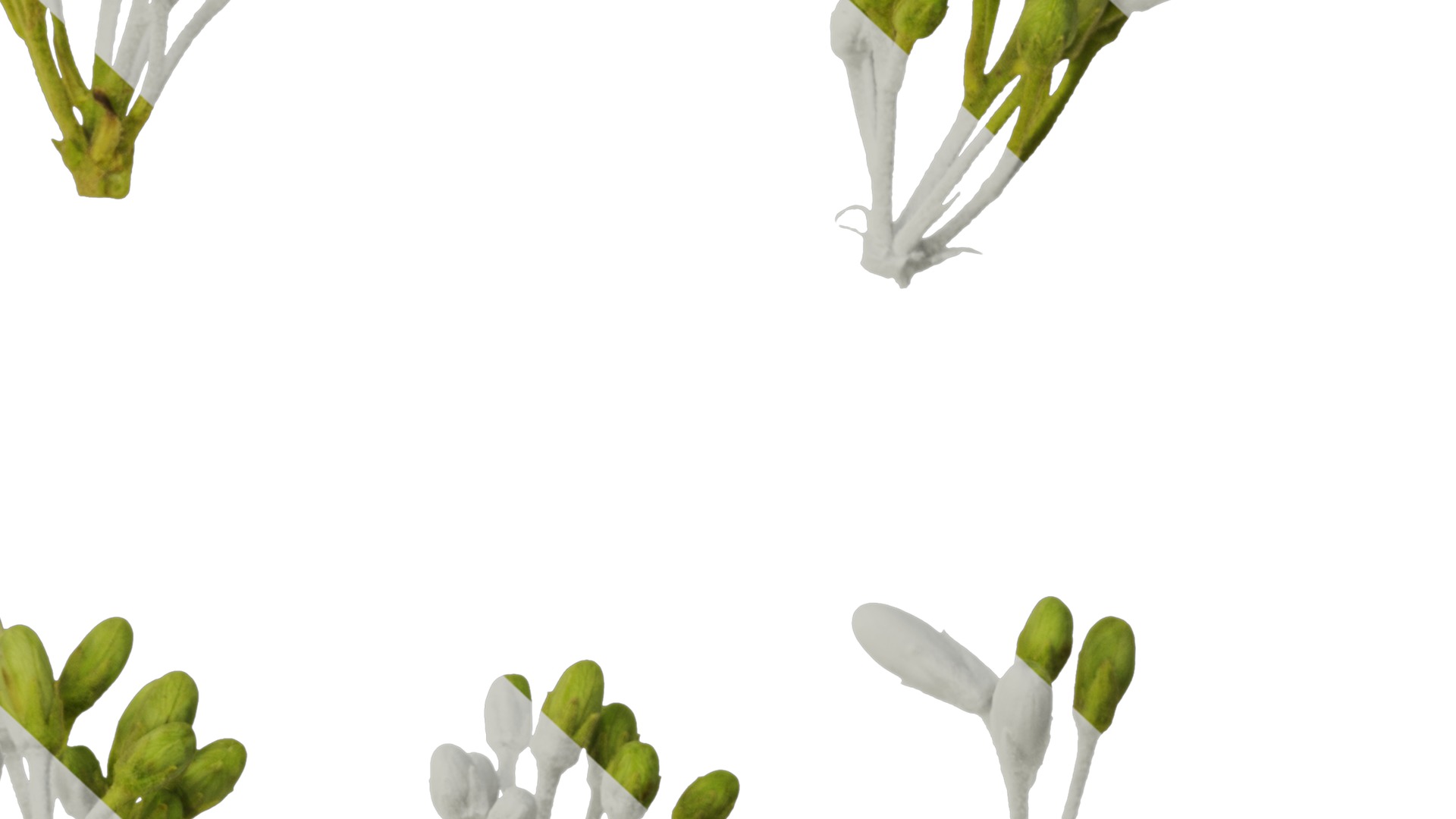 Anydrafts Pittosporum glabratum Flower 01 Texture_6