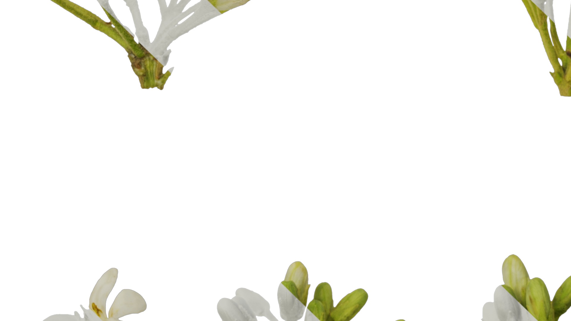 Anydrafts Pittosporum glabratum Flower 01 Texture_5