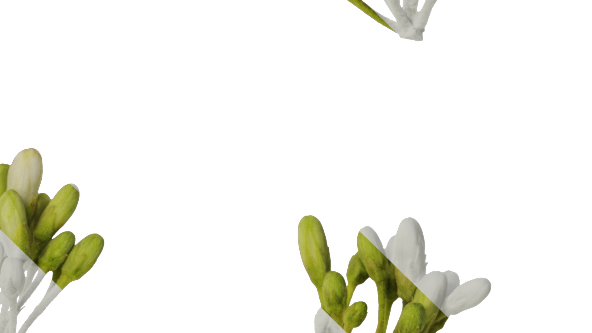 Anydrafts Pittosporum glabratum Flower 01 Texture_4