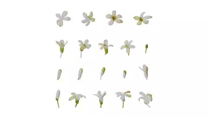 Anydrafts Pittosporum glabratum Flower 02