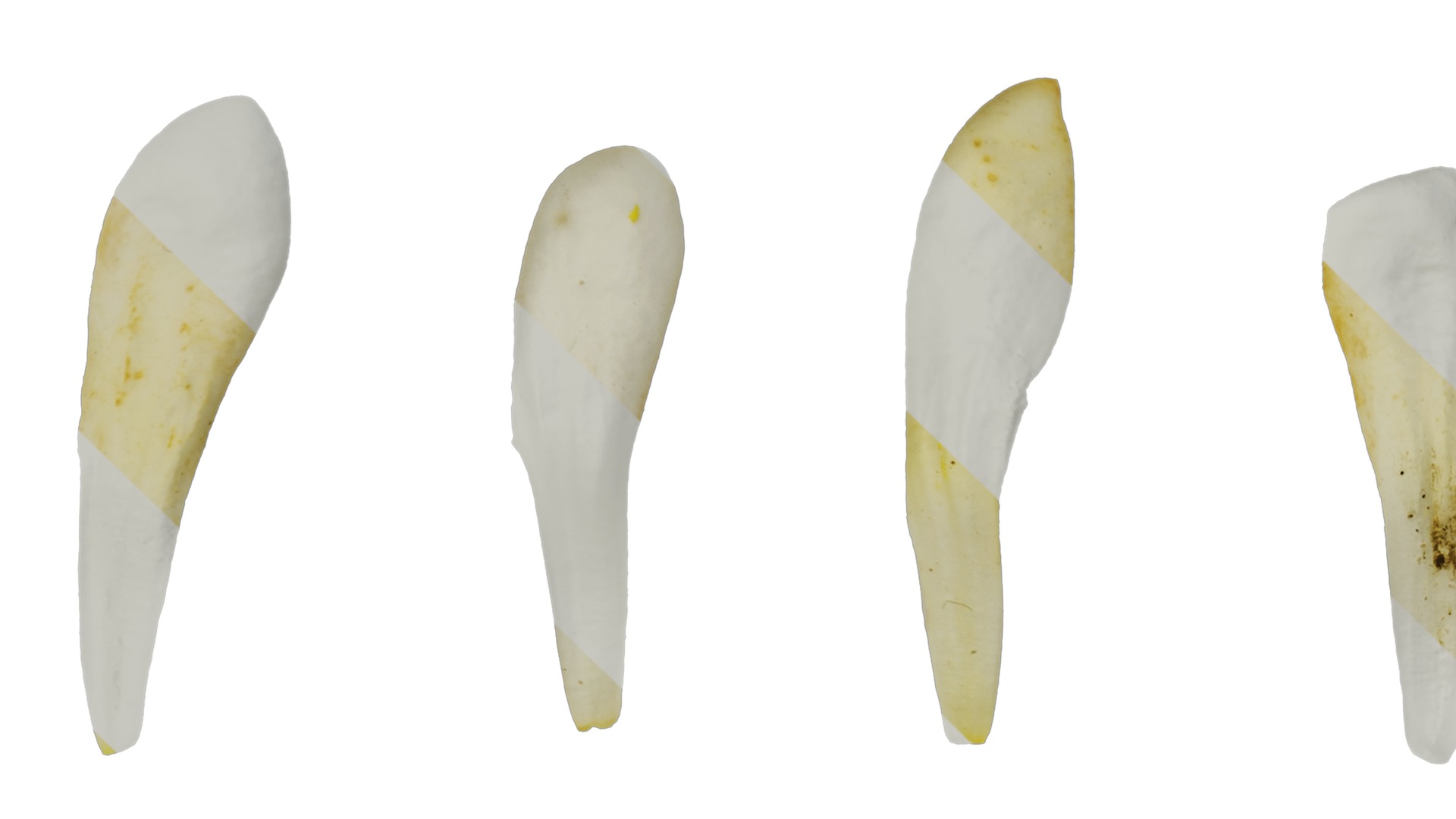 Anydrafts Pittosporum glabratum Flower 03 Texture_3