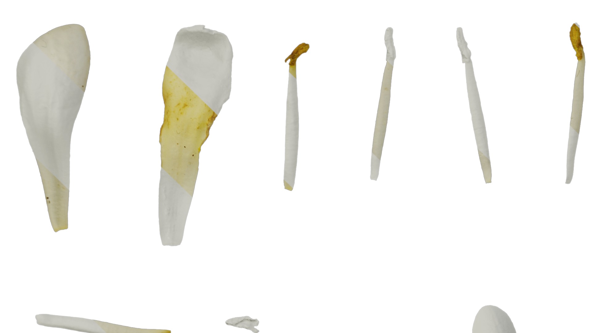 Anydrafts Pittosporum glabratum Flower 03 Texture_5